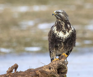 Сар (Тарлан сар)